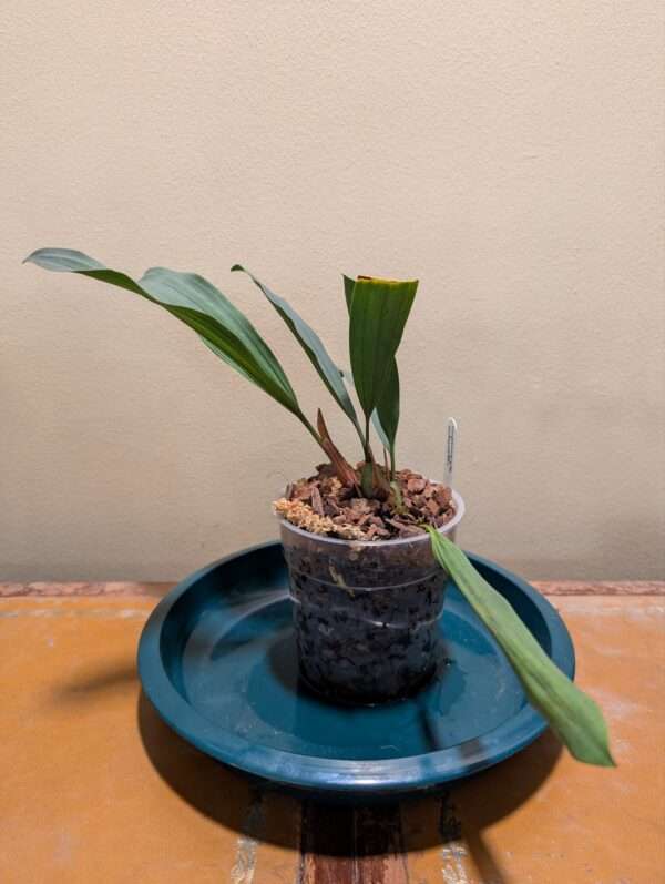 Coelogyne odoardi - Image 3