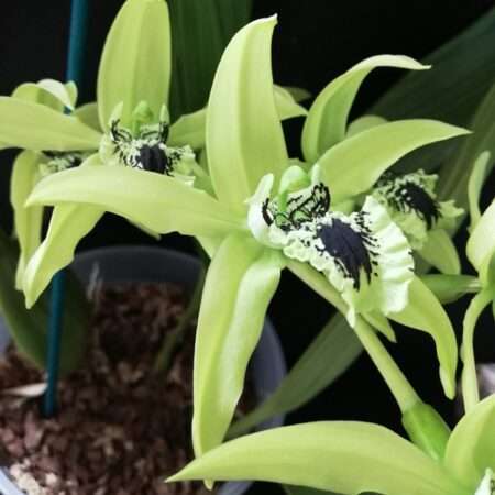 Coelogyne