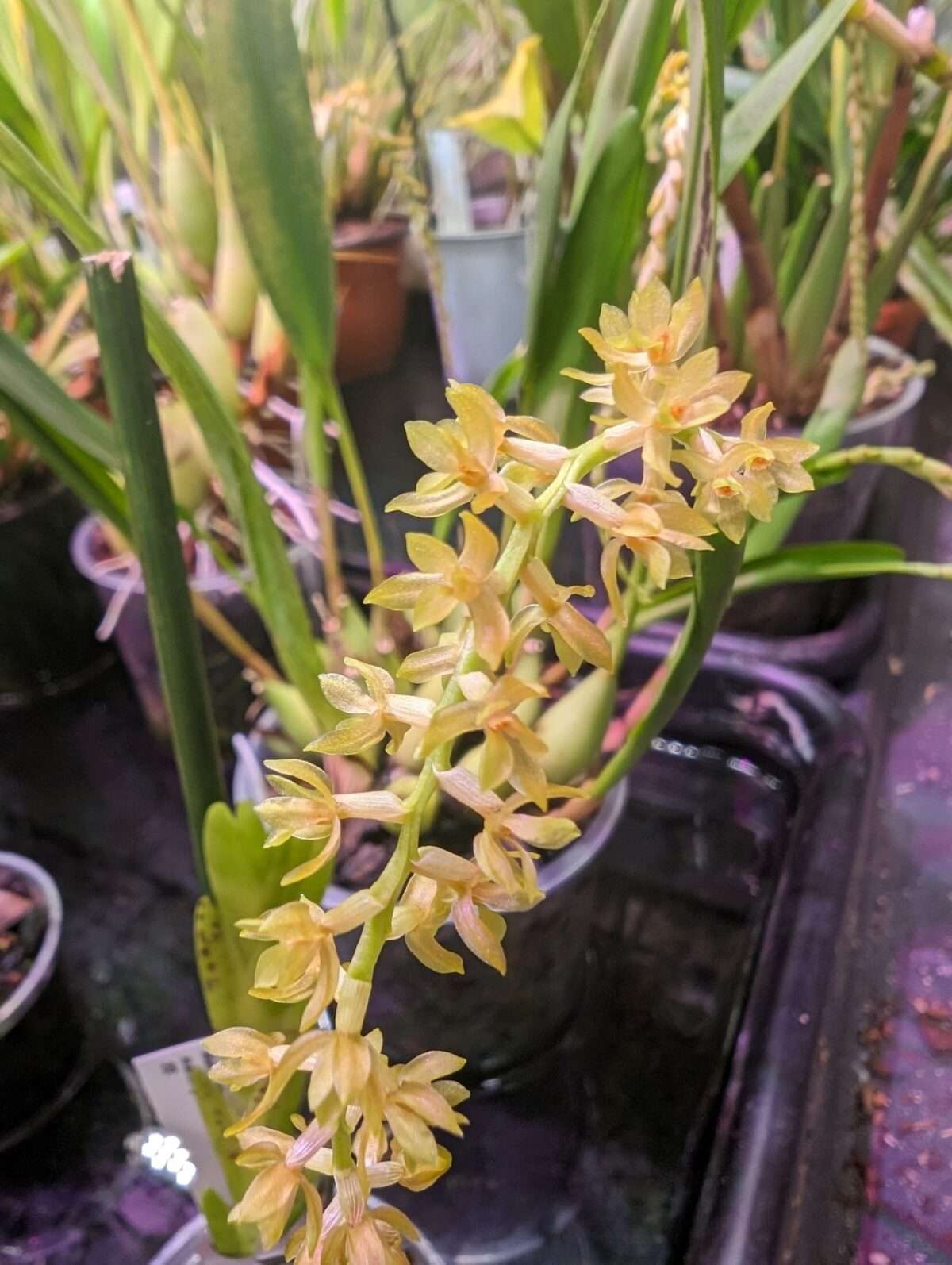 Dendrochilum propinquum