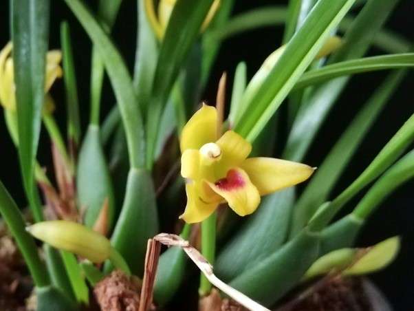 Maxillaria varabilis