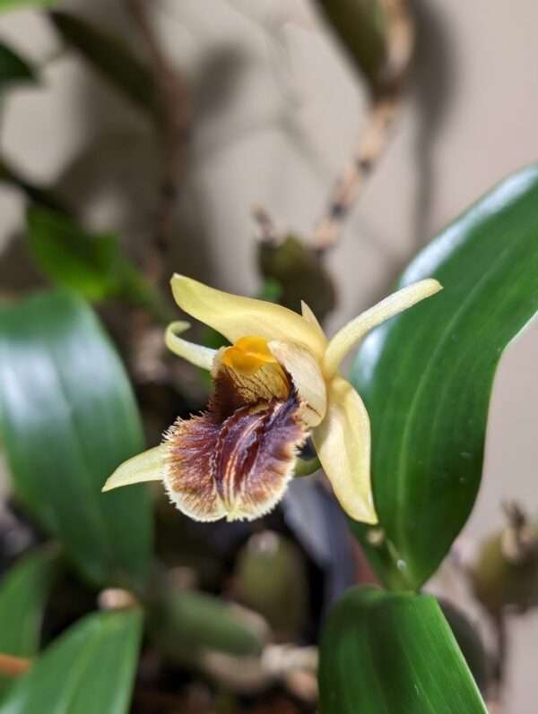 Coelogyne ovalis ‘Karge’