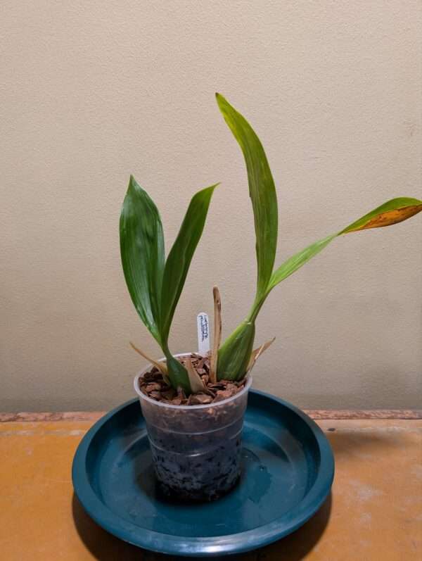 Coelogyne pandurata - Image 3