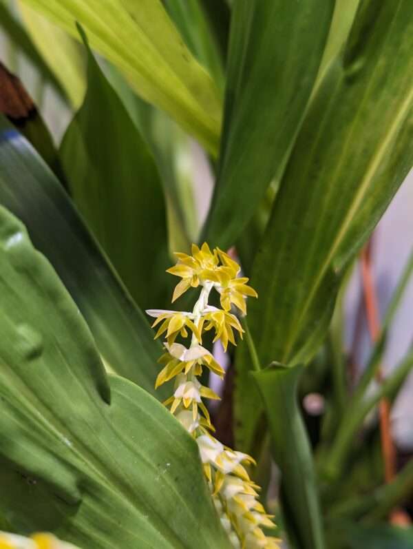 dendrochilum magnum