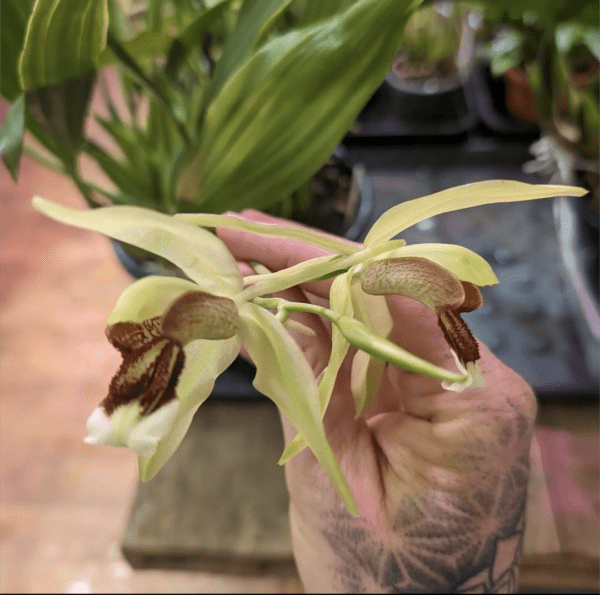 Coelogyne Neroli Cannon orchid flower