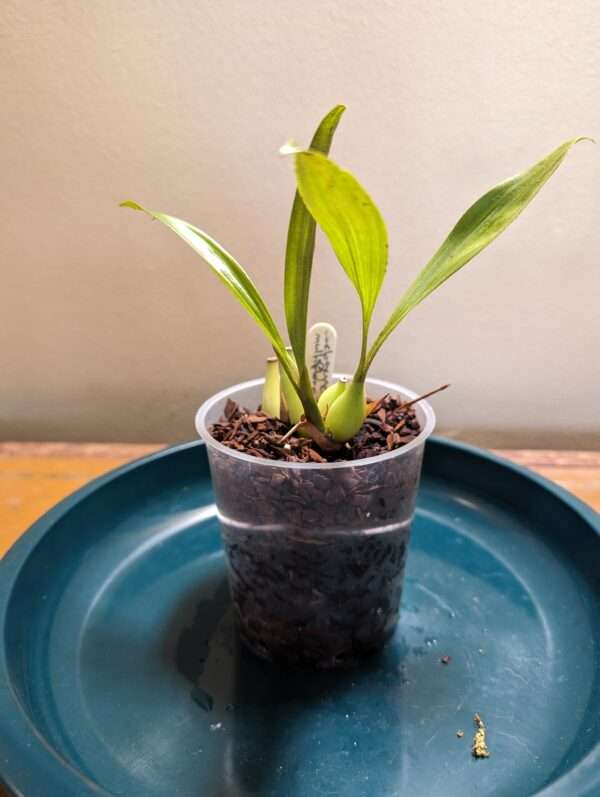 Coelogyne multiflora orchid