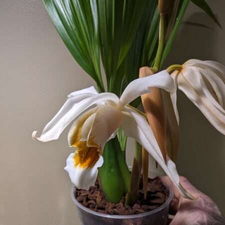 Coelogyne Memoria Louis Forget orchid flower