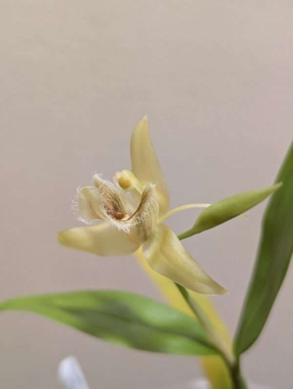 Coelogyne pallens