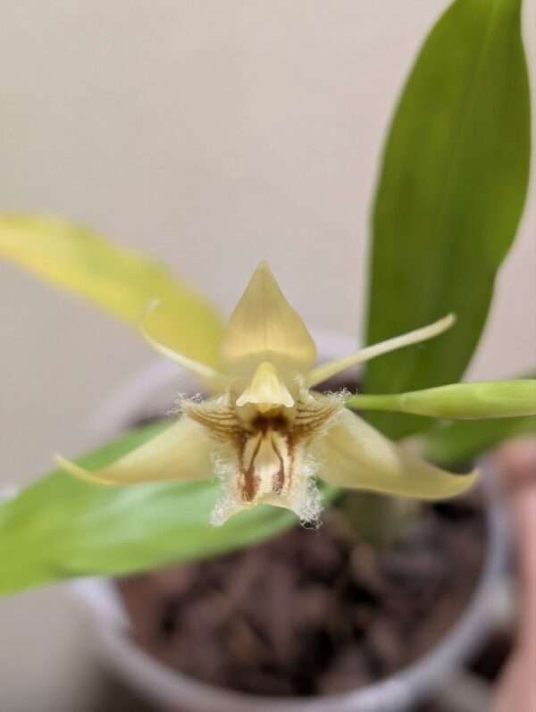 Coelogyne pallens - Image 4