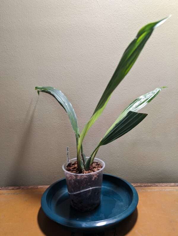 Coelogyne Lyme Bay orchid plant flower