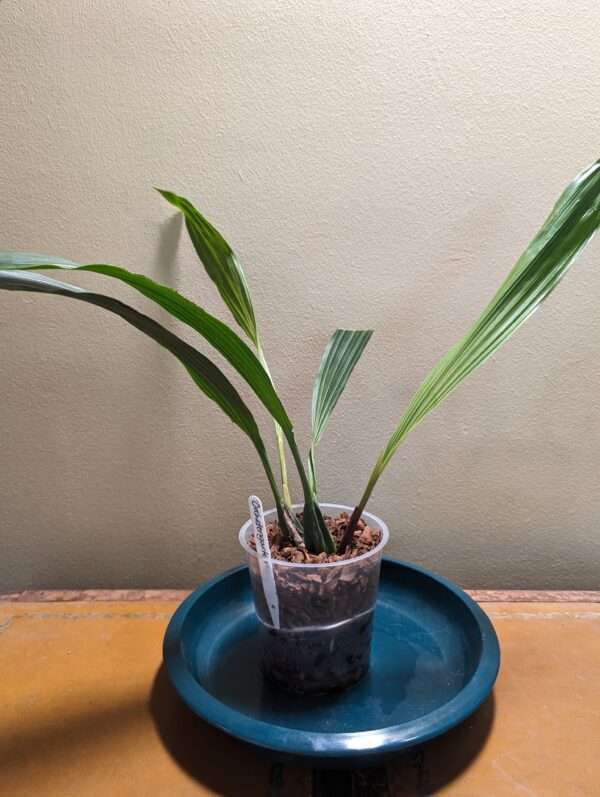 Coelogyne Lyme Bay orchid plant flower