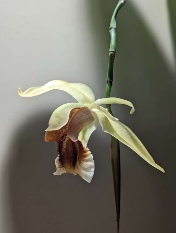 Coelogyne Rebecca Howe orchid flower