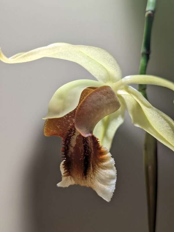 Coelogyne Rebecca Howe orchid flower