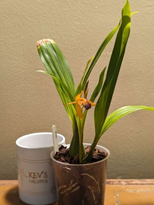 Coelogyne ecarinata x speciosa