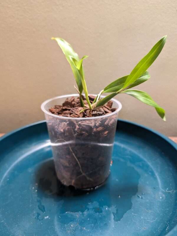 Coelogyne ovalis ‘white’ orchid plant