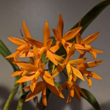 Cattleya