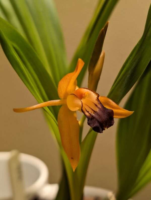 Coelogyne ecarinata x speciosa