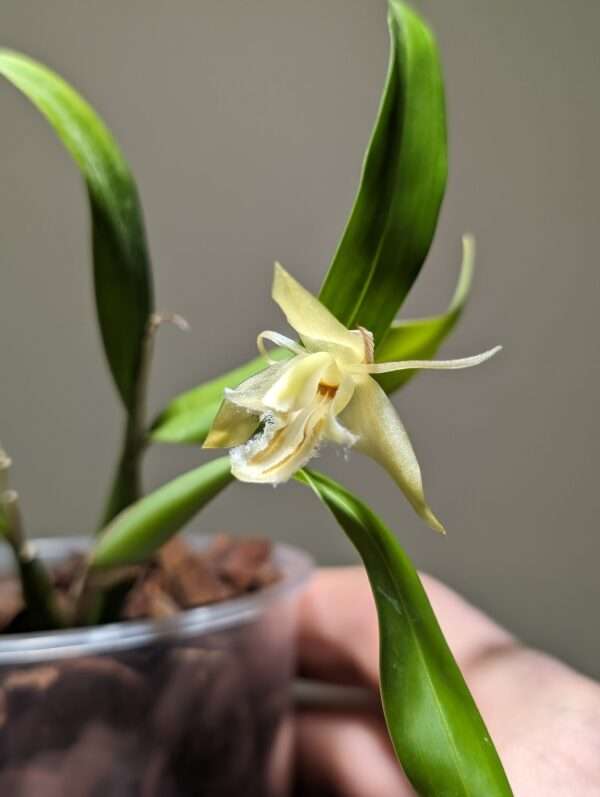 Coelogyne ovalis ‘white’ orchid flower