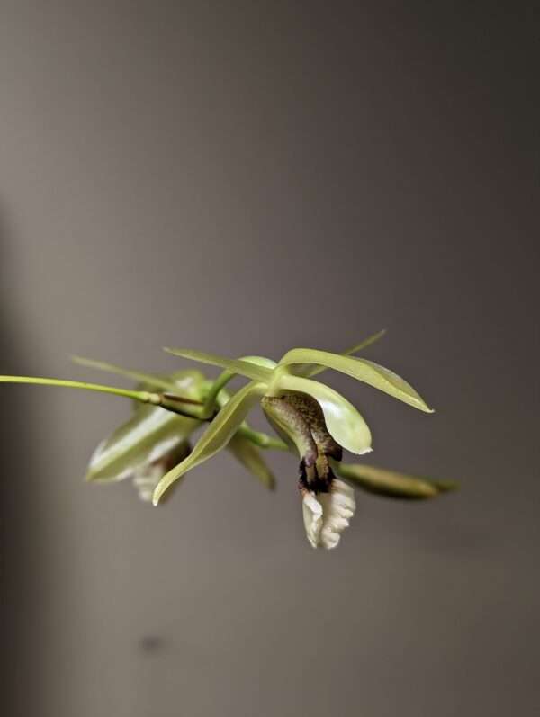 Coelogyne Rebecca Howe orchid flower