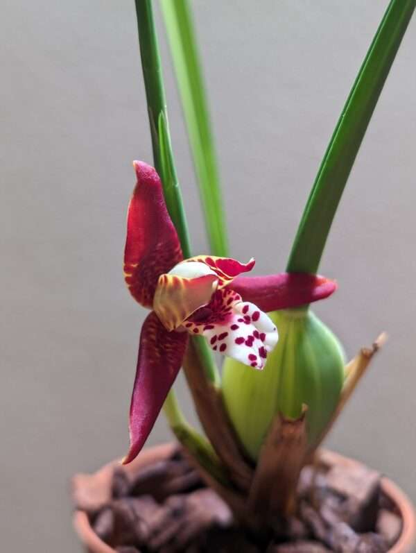 maxillaria tenuifolia malibu