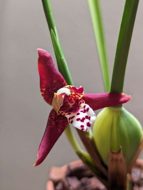 maxillaria tenuifolia malibu