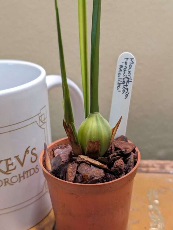 maxillaria tenuifolia malibu