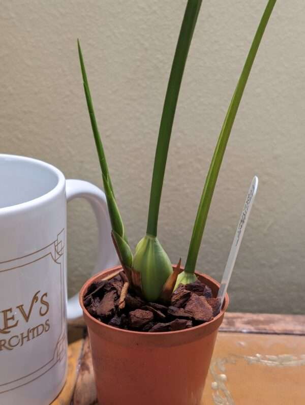 maxillaria tenuifolia malibu