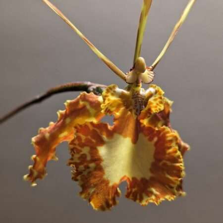 Oncidium