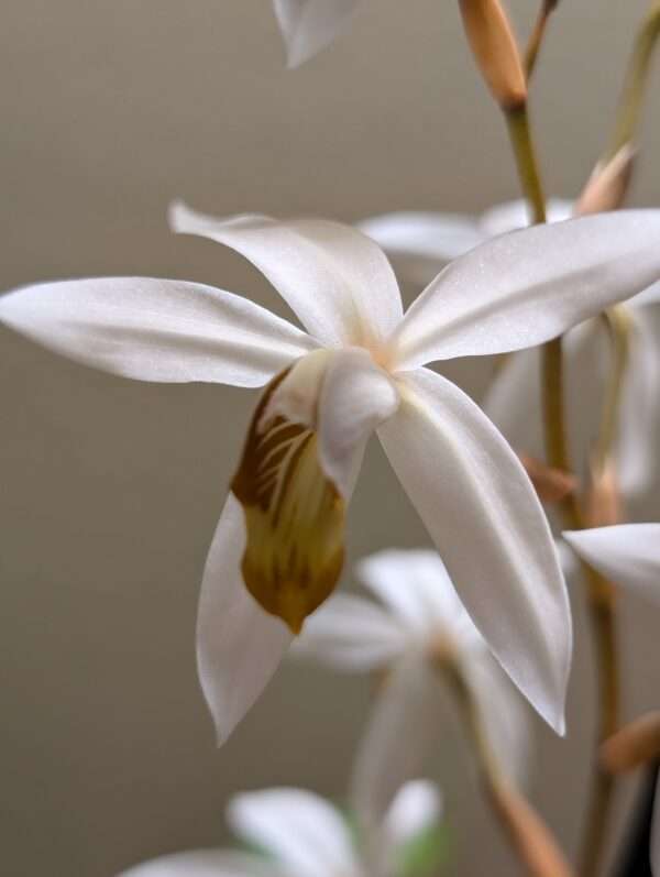 coelogyne pachystachya