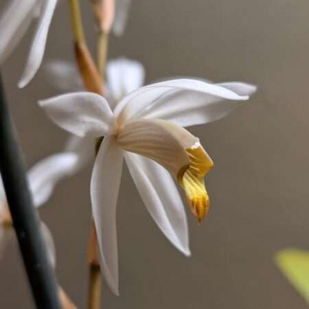 Coelogyne pachystachya.