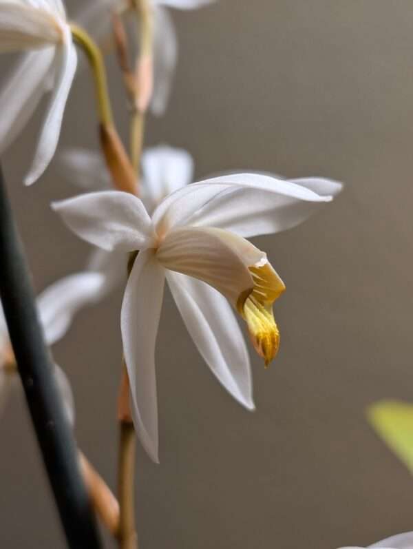 Coelogyne pachystachya.