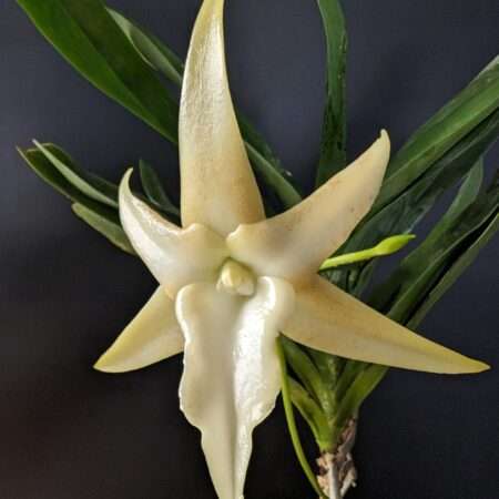 Angraecum