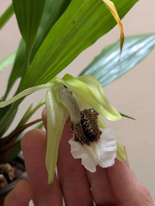 Coelogyne speciosa var. albicans