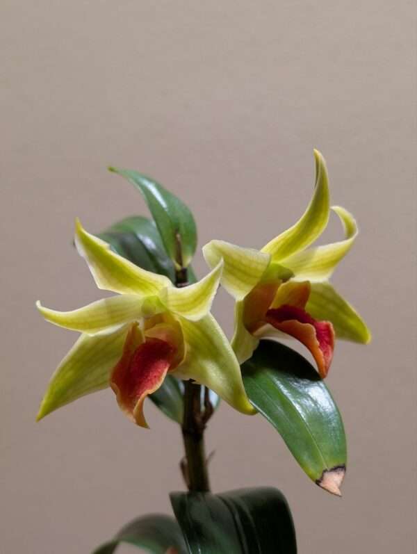 Dendrobium Jihao Delight - Image 2