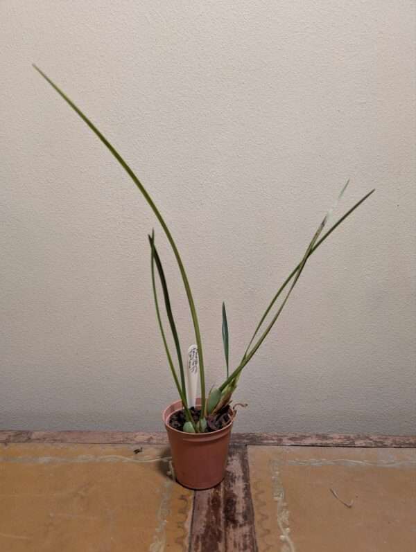 Maxillaria tenuifolia 'Yellow'