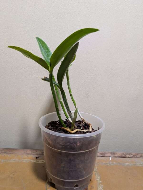 Cattleya intermedia var. irrorata