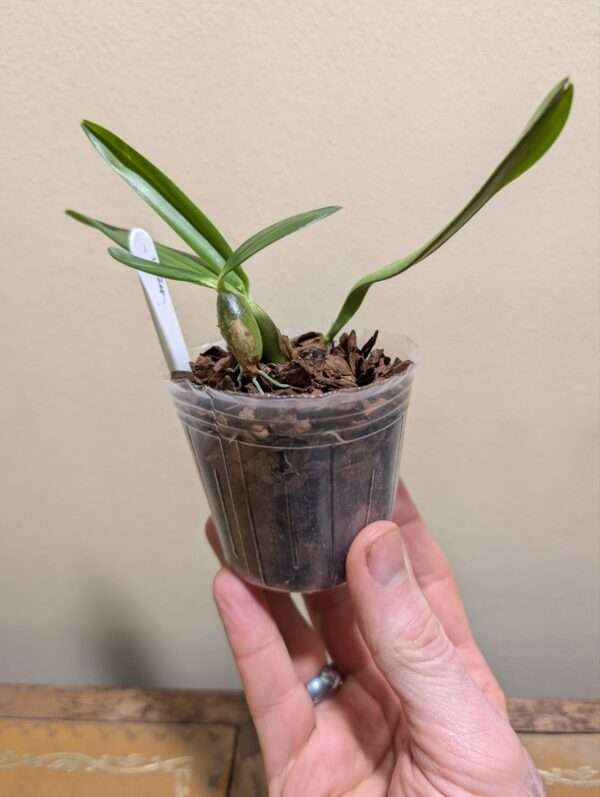 Bulbophyllum falcatum - Image 2