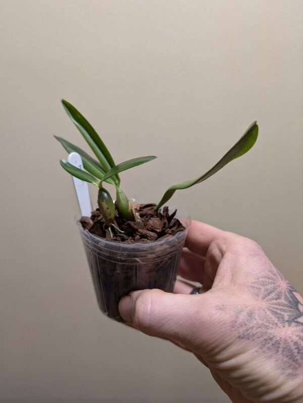 Bulbophyllum falcatum