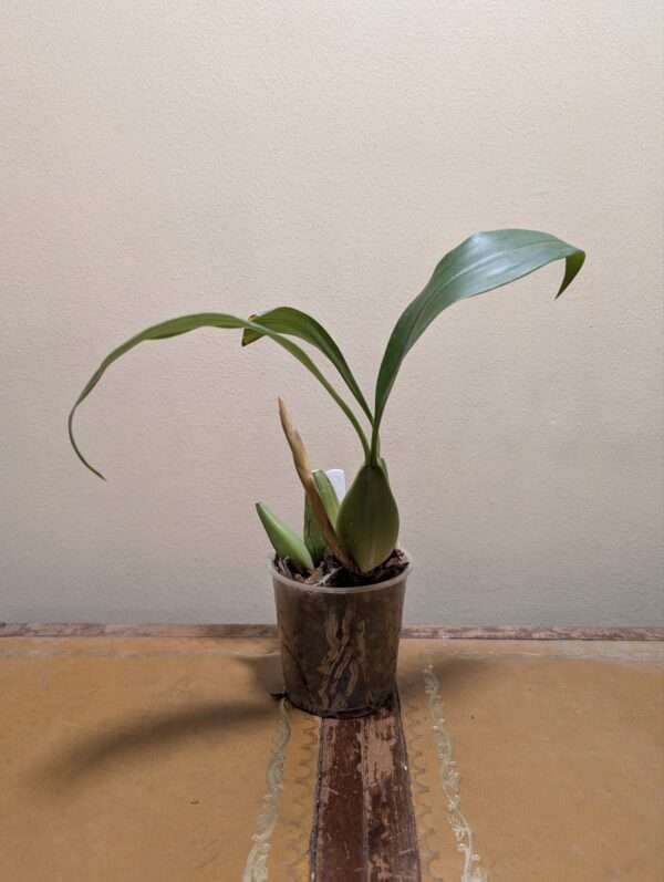 Coelogyne x granulosa - Image 5