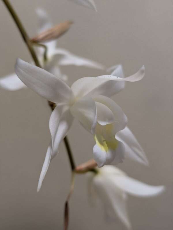 Coelogyne x granulosa