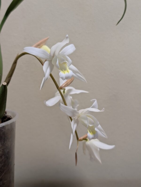 Coelogyne x granulosa - Image 2