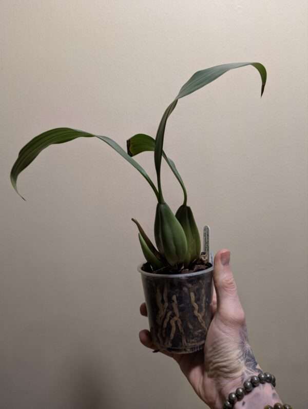 Coelogyne x granulosa