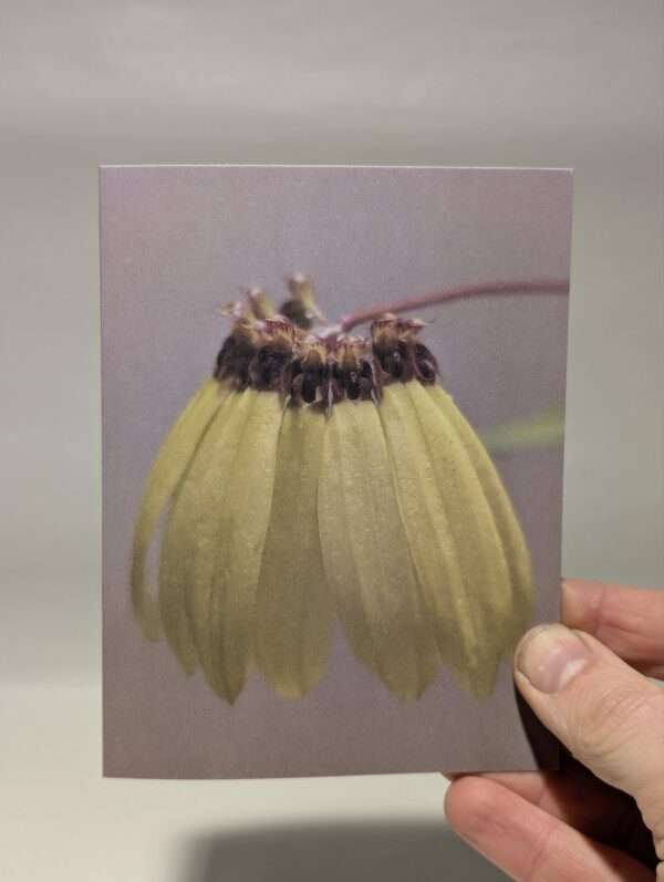 Set of six orchid greetings cards - Image 5