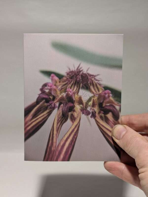 Set of six orchid greetings cards - Image 6