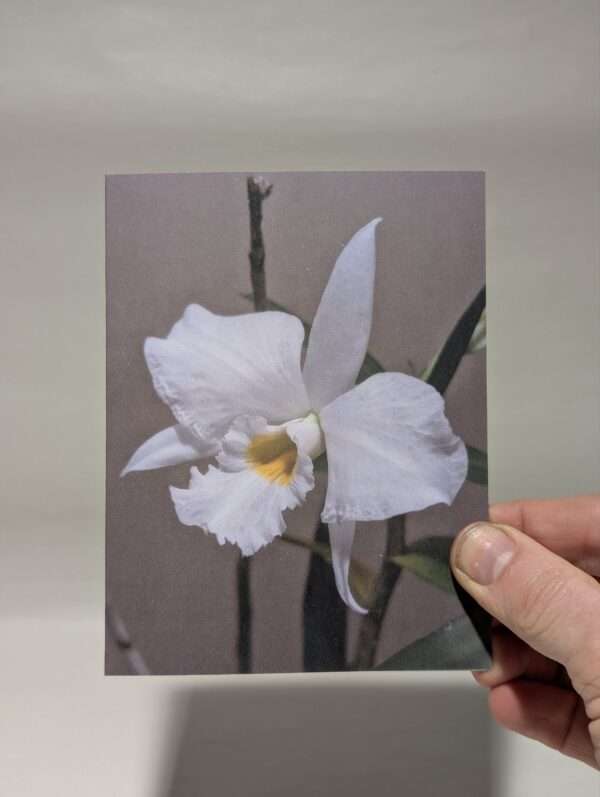 Set of six orchid greetings cards - Image 4