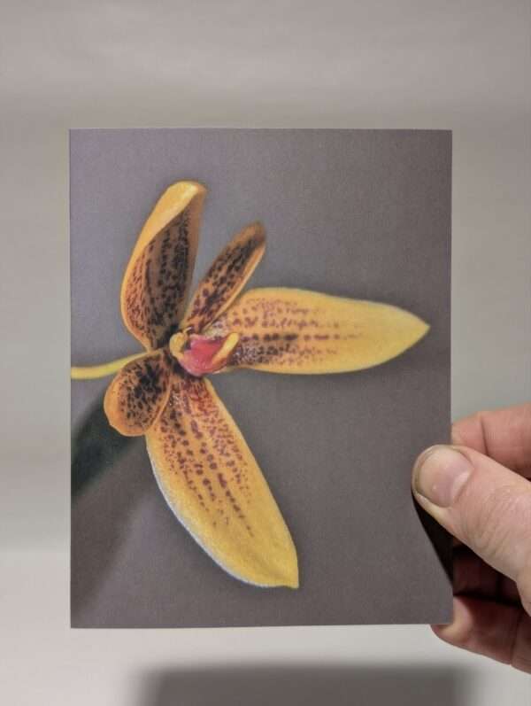 Set of six orchid greetings cards - Image 3