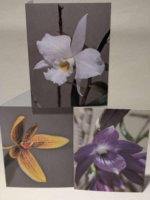 Set of six orchid greetings cards